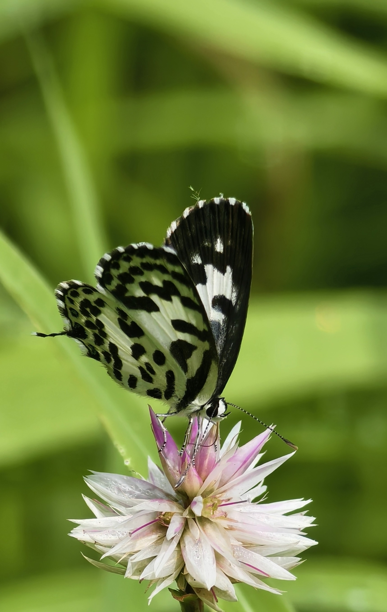 Common Pierrot