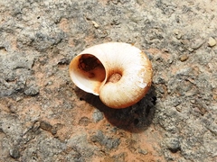 Neocyclotus dysoni