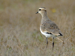 Vanellus gregarius