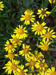 Senecio brasiliensis