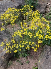 Senecio brasiliensis