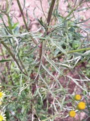 Senecio brasiliensis