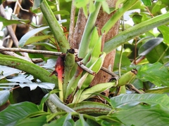 Syngonium angustatum