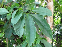 Syngonium angustatum