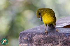 Orthogonys chloricterus