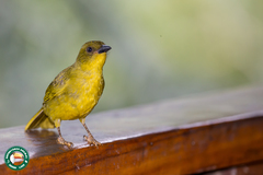 Orthogonys chloricterus