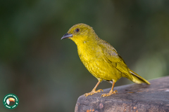 Orthogonys chloricterus