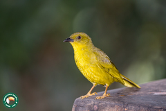 Orthogonys chloricterus