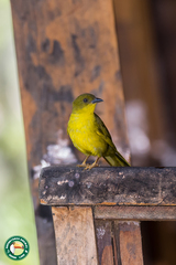 Orthogonys chloricterus