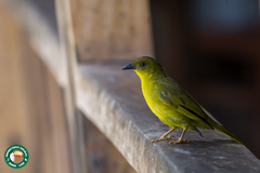 Orthogonys chloricterus