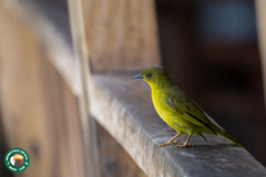 Orthogonys chloricterus