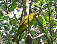 Orthogonys chloricterus