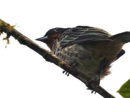 Rufous-throated Tanager (Ixothraupis rufigula), photo 9