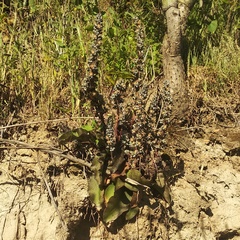 Thompsonella minutiflora