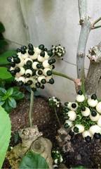Clerodendrum schweinfurthii