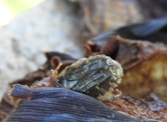 Euphoria sepulcralis