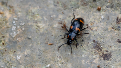 Nesitis philippinensis