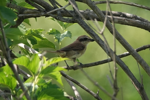 Brown Shrike (Lanius cristatus), photo 6
