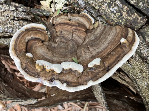 Ganoderma australe, 2025-08-02