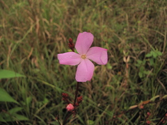 Arthrostemma parvifolium