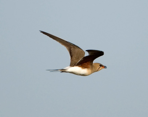 Collared Pratincole
