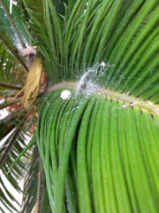 Latrodectus geometricus