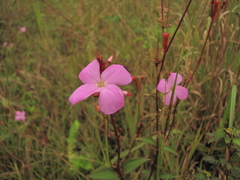 Arthrostemma parvifolium