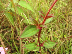 Arthrostemma parvifolium