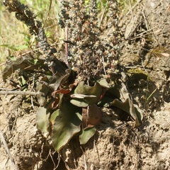 Thompsonella minutiflora