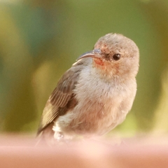 Red-Headed Myzomela photo 3