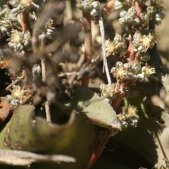 Thompsonella minutiflora