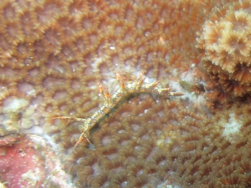 Bornella anguilla