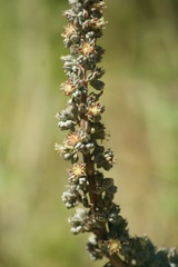 Thompsonella minutiflora