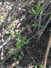 Lobelia anceps