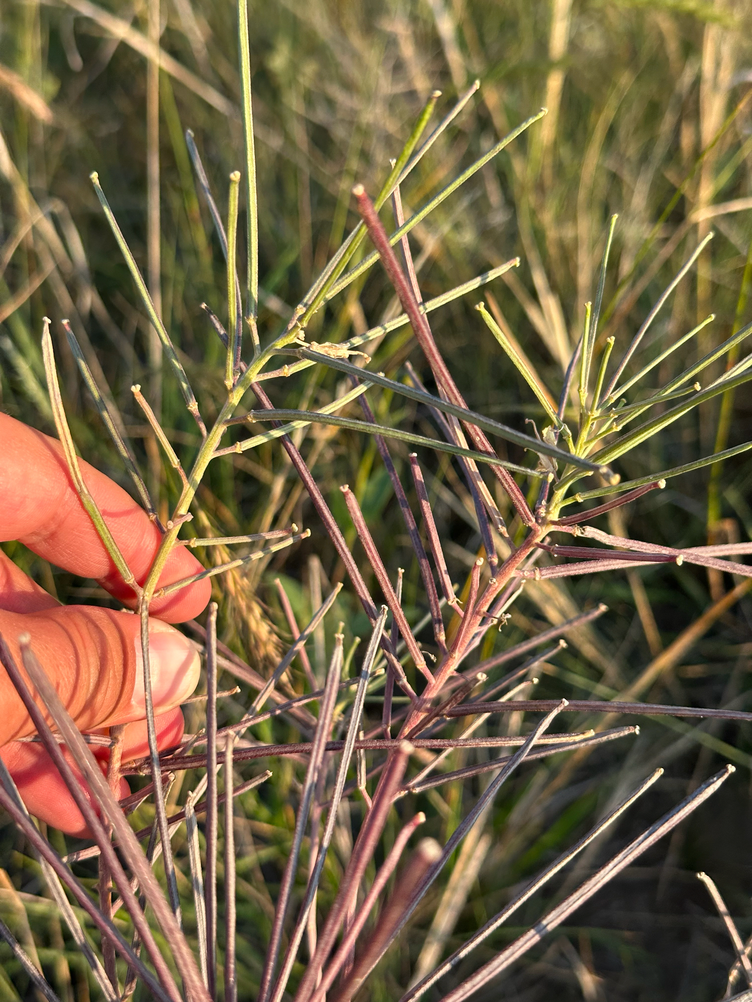 Prairie-Rocket Wallflower (Erysimum asperum)