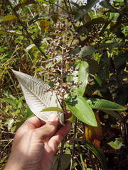 Miconia albicans