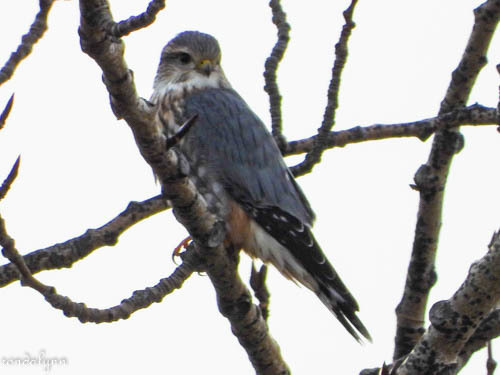 Merlin