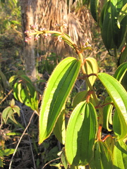 Miconia ciliata