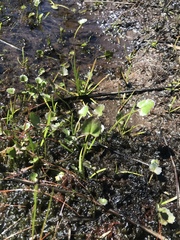 Centella cordifolia