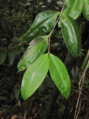 Mouriri exilis
