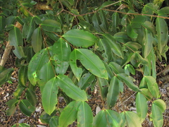 Mouriri exilis