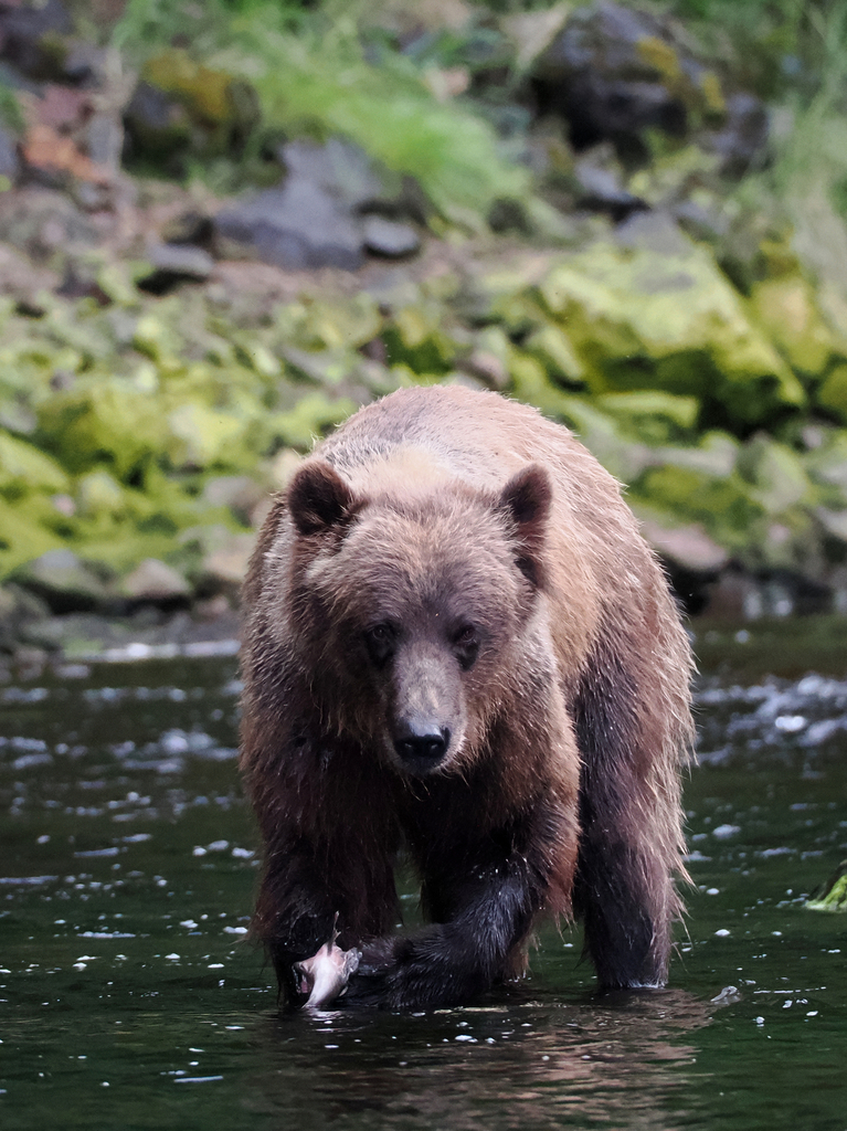 ABC Islands Bear