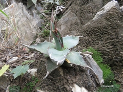 Agave xylonacantha
