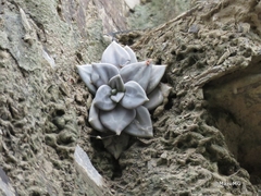 Echeveria xichuensis