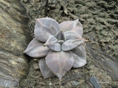 Echeveria xichuensis