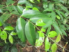 Mouriri exilis