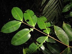 Mouriri exilis
