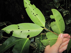 Mouriri exilis