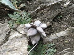 Echeveria xichuensis