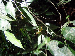 Mouriri exilis